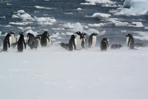 2019 Antarctica